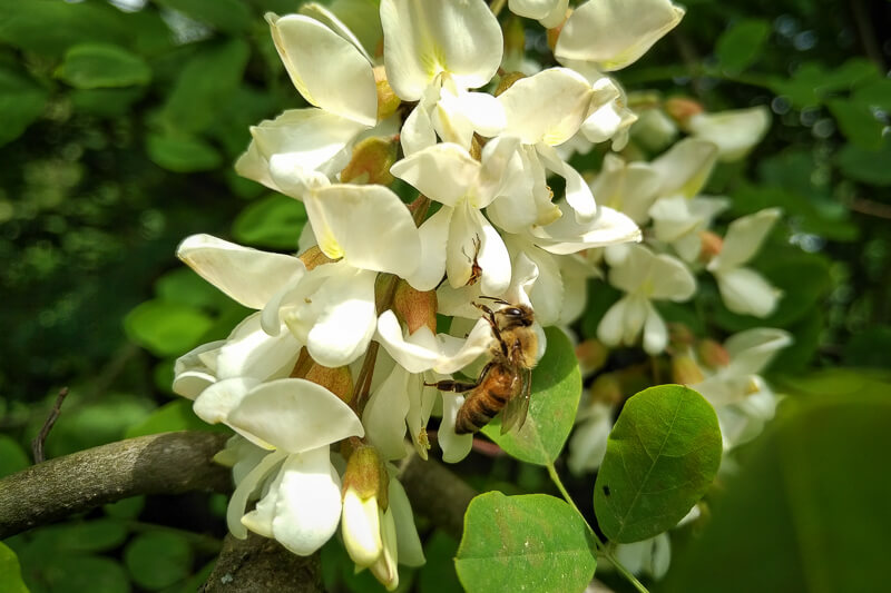 pszczoła na kwiecie wiśni